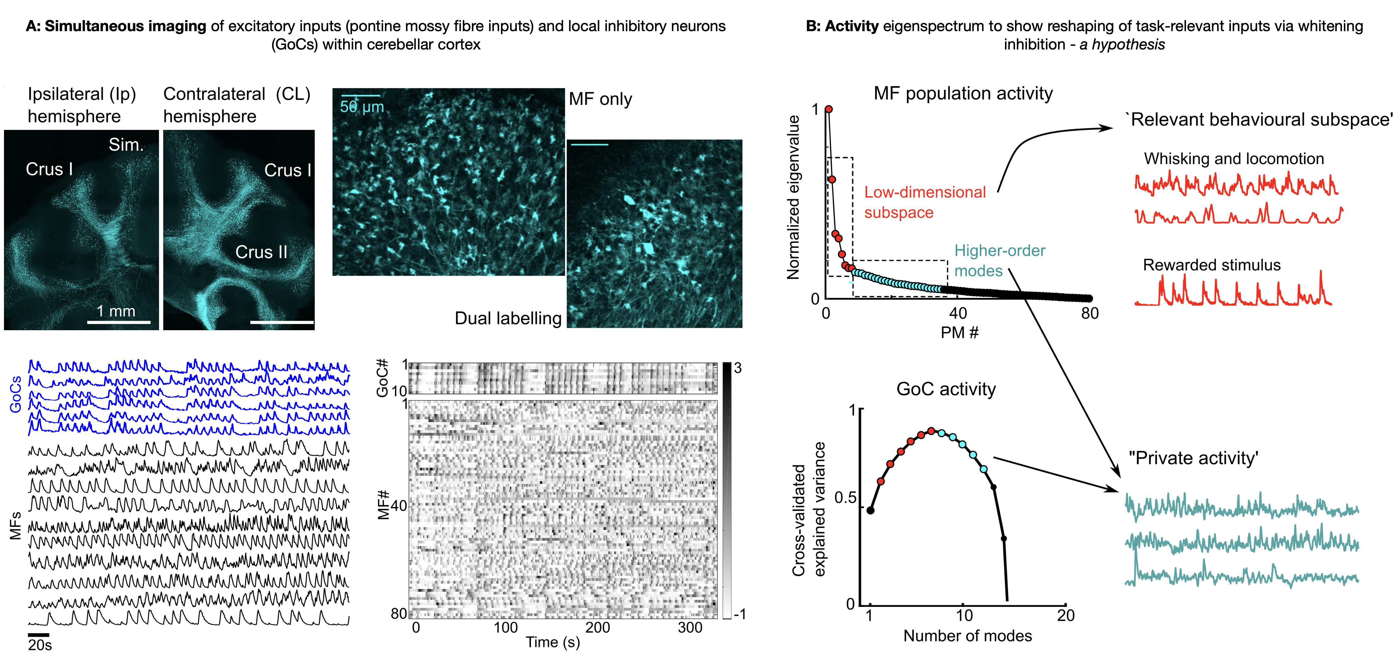 Fluorescence of MFs and GoCs and their respective activity eigenspectra