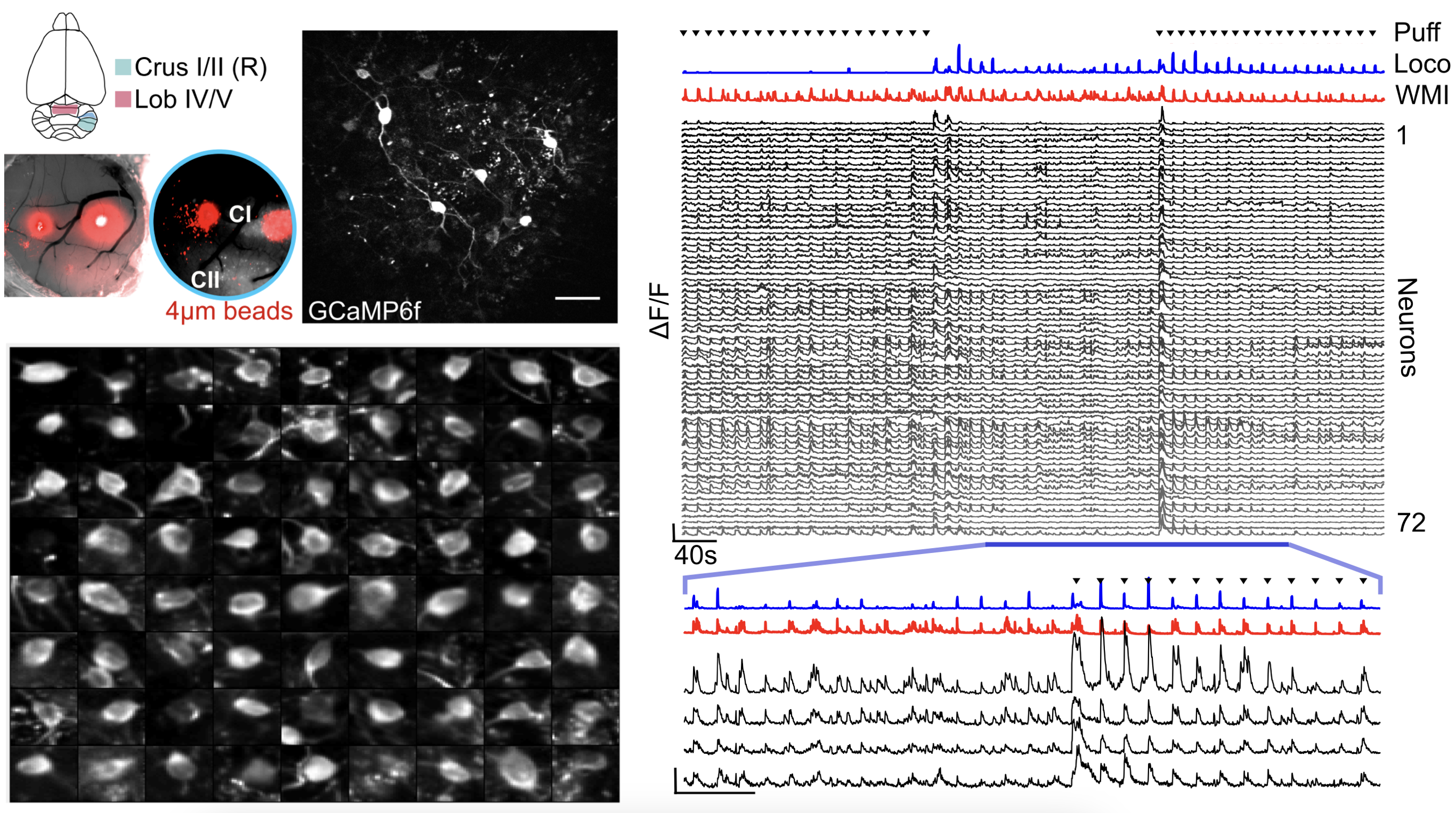  Imaging of GCaMP6f-labelled cerebellar Golgi cells (GoCs)
